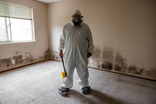 Best Black Mold Removal  in Renova, MS